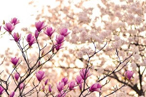 magnolia-2218788_640.jpg