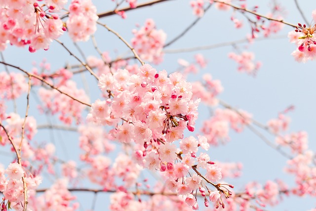 cherry-blossom-tree-1225186_640 (2)