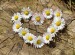 daisies-712892_640 (1)